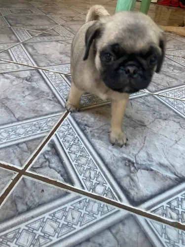 Filhote de pug