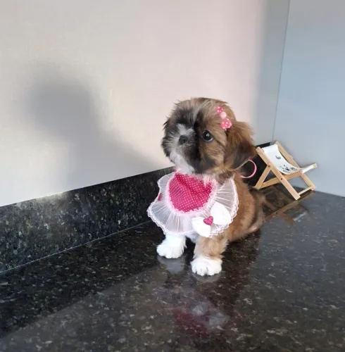 shihtzu fêmea filhote