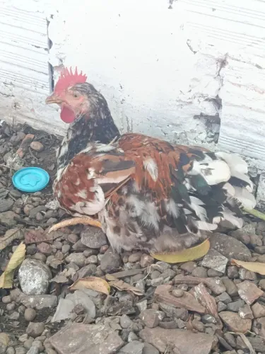 Galo e galinha gsb 