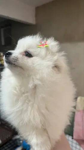 Fêmea de Lulu da pomerania