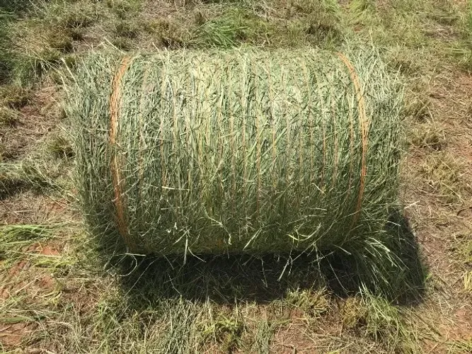Vendo Feno Massai 80 kg, somente carga fechada 80 fardos, entrega em todo país.