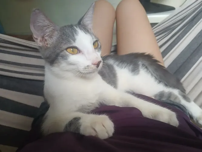 Gatinho Branco e Cinza Adoção