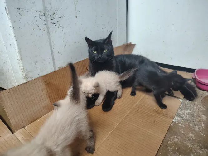 Doação de Gatos Bombaim 