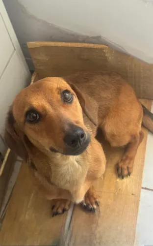 BASSET DOAÇÃO 