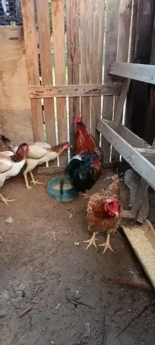 Galinhas