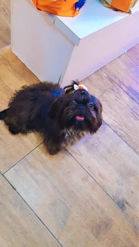 Shihtzu - Procura namorada