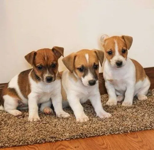 jack russel