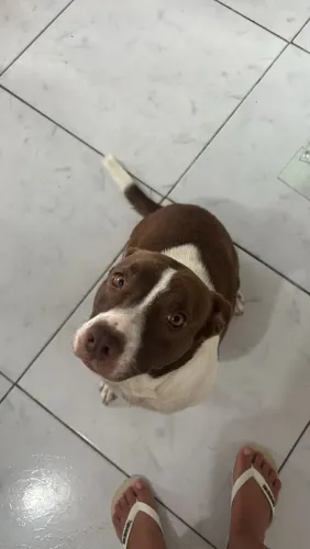 Cachorra vira lata jovem