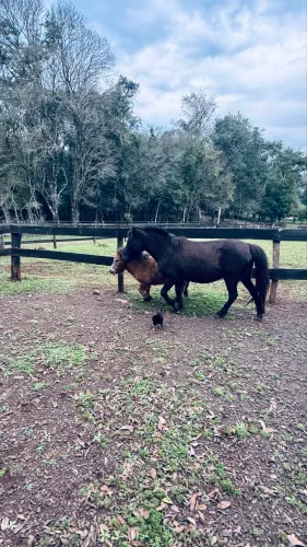 Mini ponei domada a venda