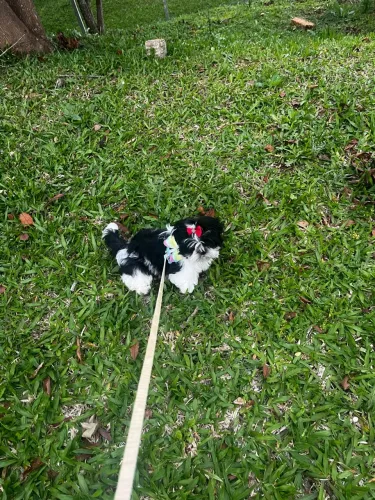 Filhote shih tzu fêmea