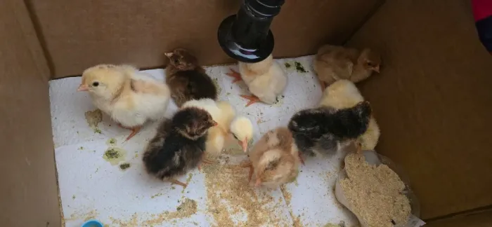 Vendo pintinhos caipira vacinados