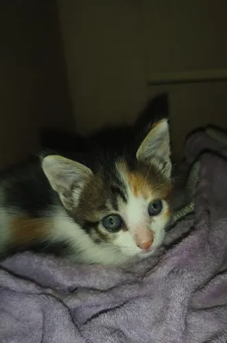 Doa-se gatinhos (leia o anúncio)