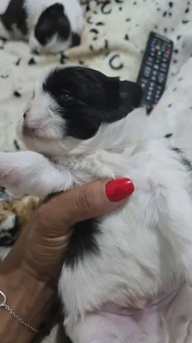 Cachorro Lindo filhote de Shih Tzu macho pronto para um novo lar