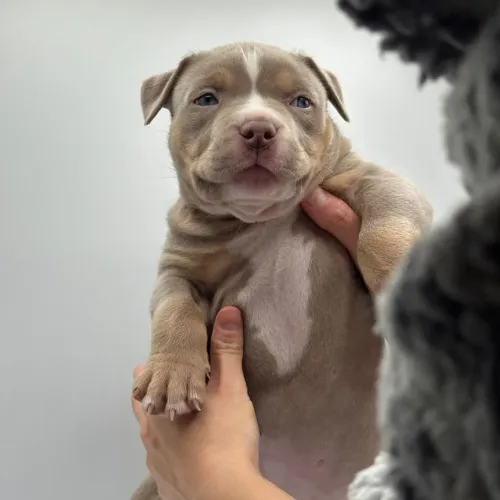 American ..Bully Pocket ou Stander lindos 