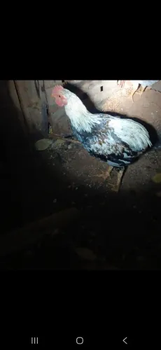 Frangos a venda