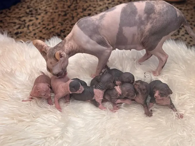 Gatos sphynx