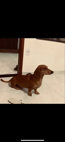 Scooby a procura de uma namorada