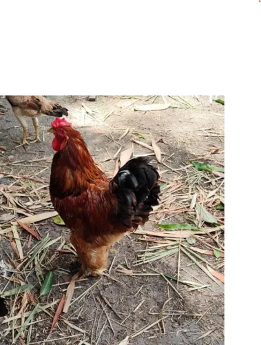 Galo Brahma