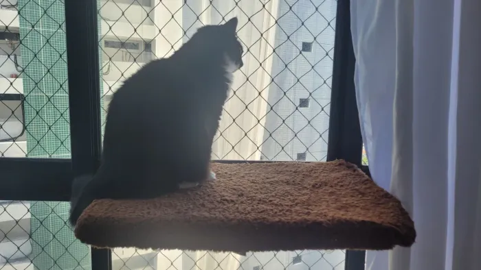 Prateleira para gatos