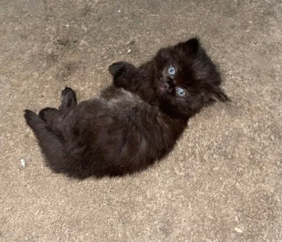 Gato persa