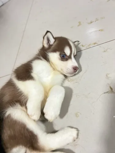 Filhote de husky siberiano 
