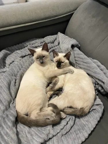 Doa-se Gatos