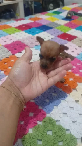 Cachorro pinscher 0