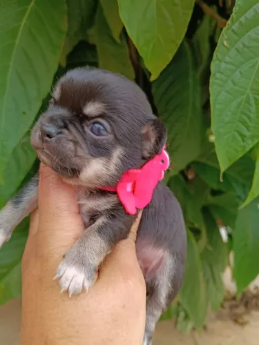 Chihuahua Fêmea Pelo curto Linhagem Russa