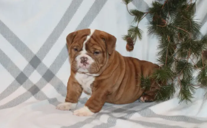 Bulldog Inglês,Bulldog Inglês Filhote Top Padrão da Raça
