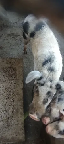Casal de Porco Piau