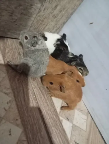 Vendo lindo filhotes de pouquinho de índia 