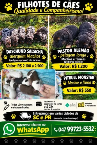 Filhotes Dachshund salsicha machos alerquim 
