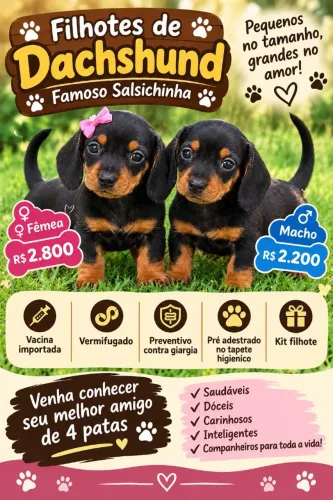 Lindo casal de dachshund famoso salsichinha