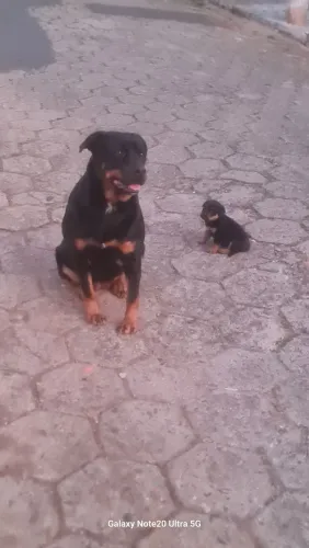 Vendo última fêmea de rottweiler 