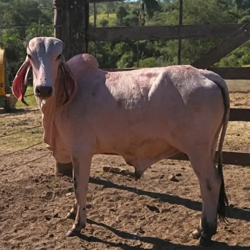 Tourinhos GIR e HOLANDÊS