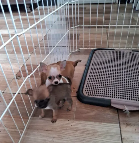 Filhote de chihuahua