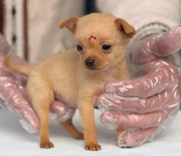 Pinscher fêmea 00