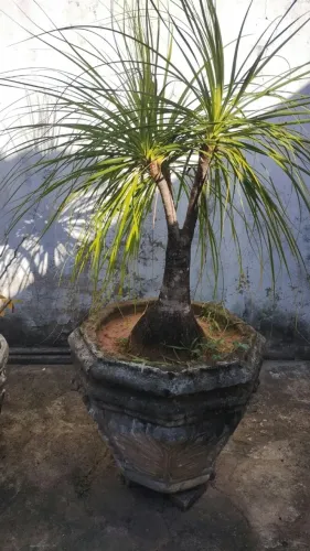 Plantas: pata de elefante e duas flor do deserto
