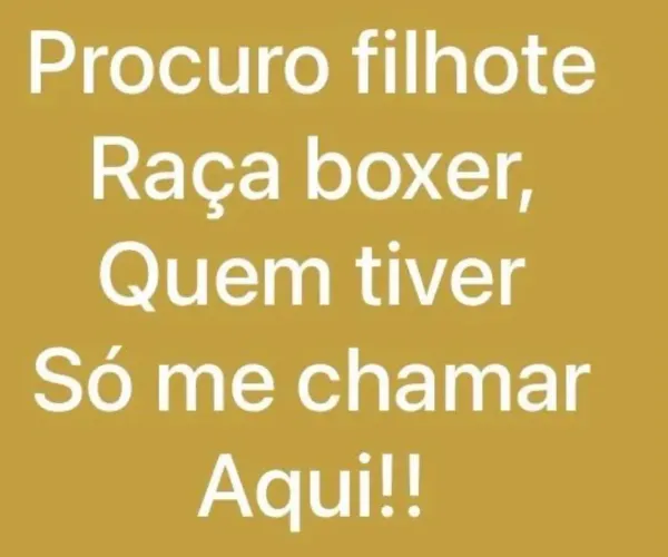 Gostaria de saber quem tem cachorro Boxer (400 )