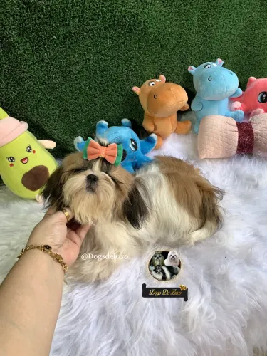 Filhote de Shih-Tzu fêmea de alto padrão! Em 10X SEM JUROS! 