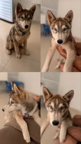 Husky siberiano 4 meses
