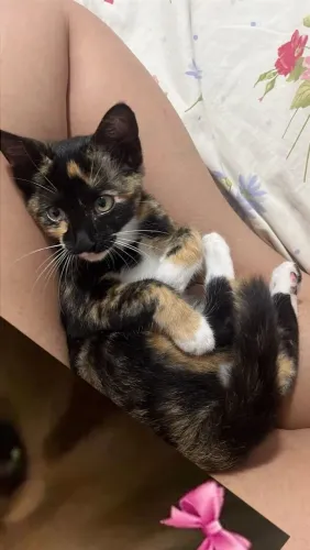 Gato
