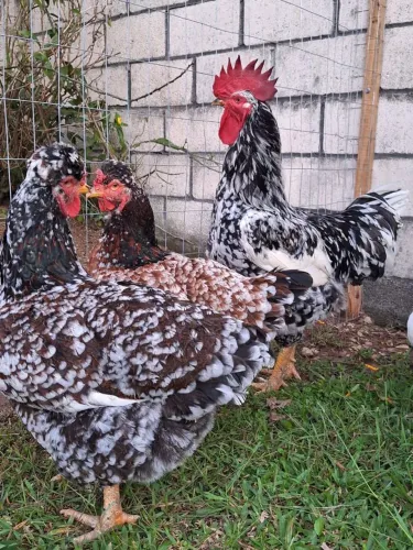Vendo Galinhas GSB adultas, frangos ,pintinhos e ovos . Genética de ponta t