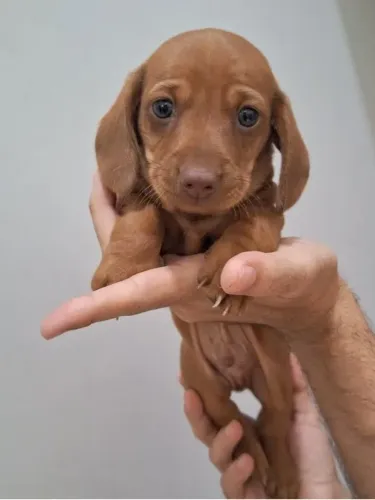 Dachshund Macho