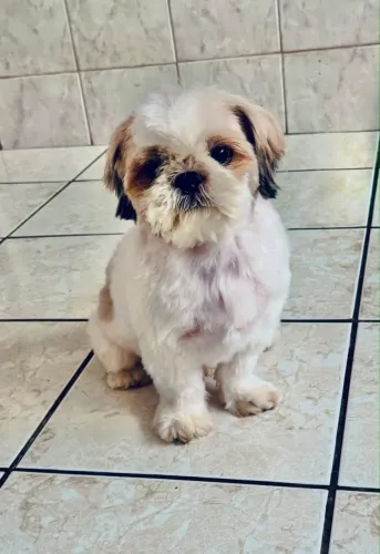 Doação de cachorro Shitzu com pedigree