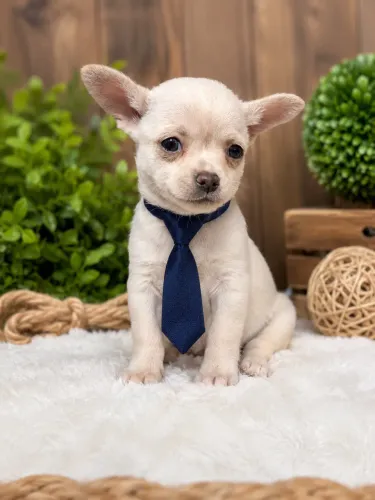 Chihuahua macho branco pelo curto lindo 