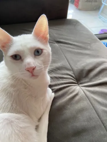 Doação de gato branco