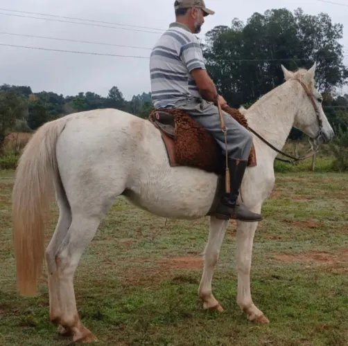 Tordilho meio sangue alto de 5 anos 