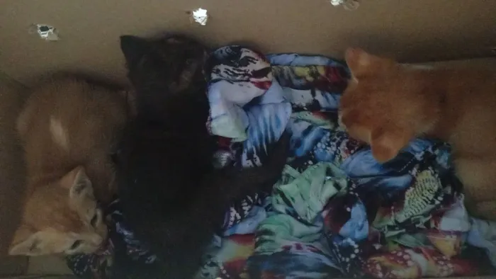 gato
