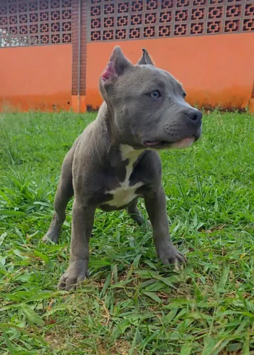 American Bully Standard - filhotes